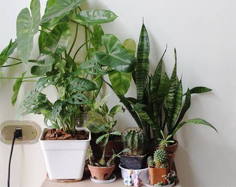 Tanaman Hias Penyaring Udara,